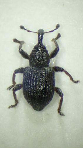 Réf. 233 076 : Tanysphyrus sp.